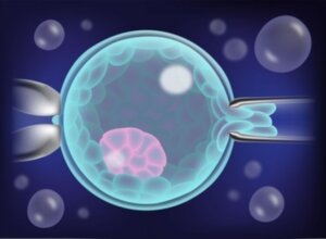 Embrión sintético fabricado sin espermatozoides ni óvulos, clave de un posible tratamiento para la infertilidad