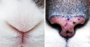 Pocas personas adivinarán qué animal está en la imagen con ver su nariz