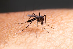 Mejores consejos para tener un hogar libre de mosquitos