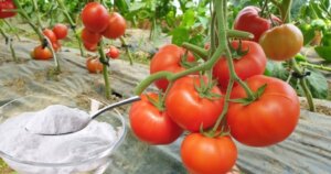 Bicarbonato de sodio: una solución natural para proteger a tu jardín de las malas hierbas