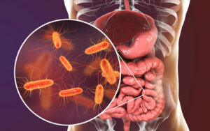 ¡Hay billones de bacterias en tu intestino! Descubre cuáles son las más comunes y qué función cumplen